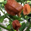 Trinidad Moruga Scorpion Caramel