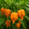 Trinidad Scorpion Orange
