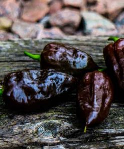 Devil´s Tounge Chocolate