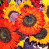 Autumn Beauty - Solros