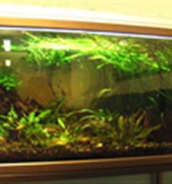 Mot alger i akvarium – Algstopp Akvarium