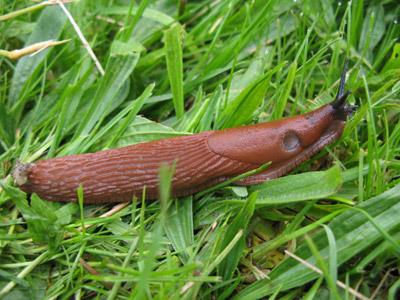 Nematoder mot sniglar (NemaSlug)
