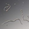 Nematoder mot Harkrankar 250 Miljoner