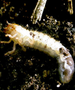 Alternative view of Nematoder mot trädgårdsborre/pinborre 50 miljoner