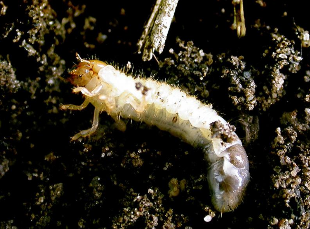Nematoder mot trädgårdsborre/pinborre 50 miljoner - Bild 2