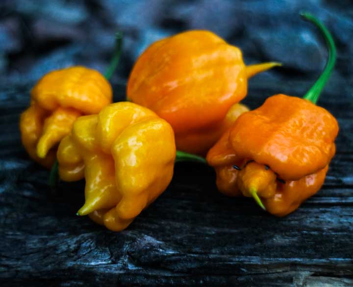7 Pot Primo Orange