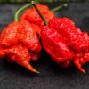 Carolina reaper