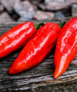 Färsk Bhut Jolokia Ghost Pepper