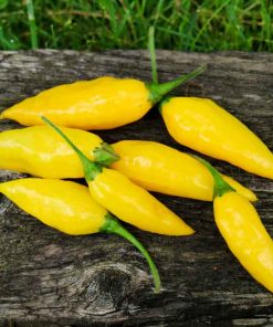 Habanero Lemon