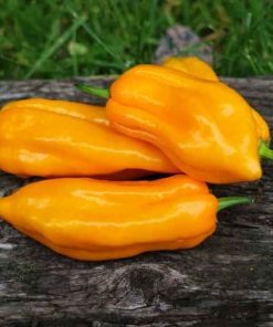 Färsk Naga Morich Orange
