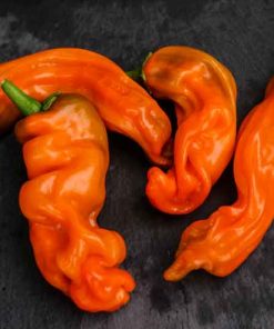 Färsk Peter Pepper Orange