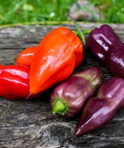 Purple Bhut BR
