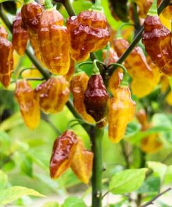 Bolivian Bumpy