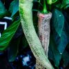 Elephant pepper