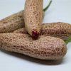 Jalapeno Farmers Market