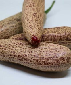 Färsk Jalapeno Farmers Market