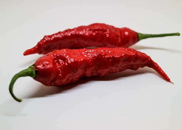 Jay´s Red Ghost Scorpion