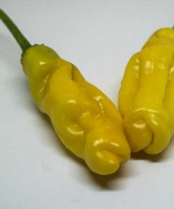 Färsk Peter Pepper Yellow