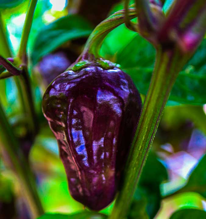 Black Scorpions Tounge