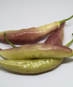 Färsk Blondie