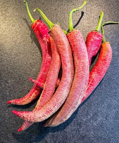 Alternative view of Elephant pepper