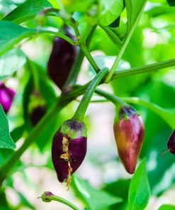 Multicolored Jalapeno F1