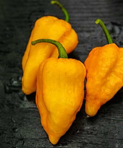 Bhutlah Gold