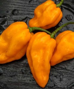 Devil´s Tounge Yellow