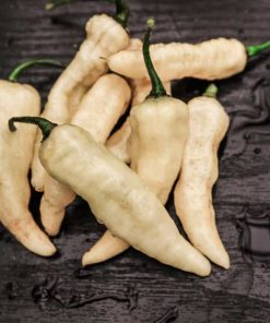 Bhut Jolokia White JW