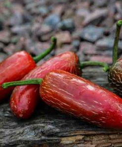 Jalapeno Bikers Bill