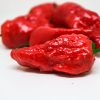 Bhut Jolokia Strain II
