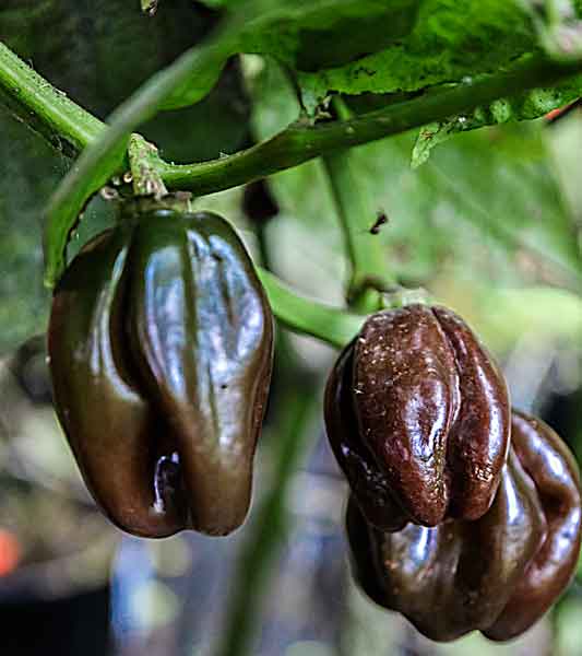 Black Habanero