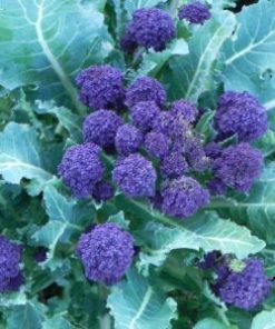 Broccoli Purple Sprouting