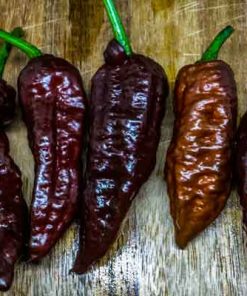 Chocolate Bhutlah DM
