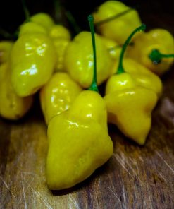 Puerto Rican Yellow