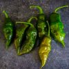 Trinidad Scorpion Green