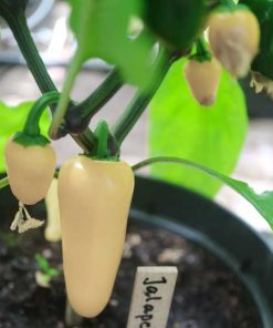 Jalapeno White