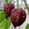 Nagabrain Chocolate