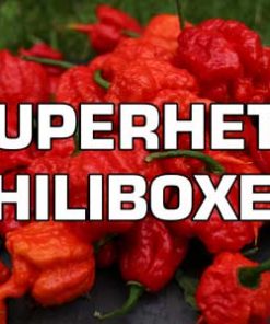 Superheta Chiliboxen