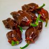 7 pot Bubblegum Chocolate