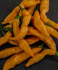 Aji Melocoton