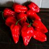 Devil´s Tounge Red