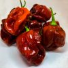 Habanero Cappuccino