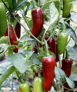 Jalapeno Brown - Bild 2