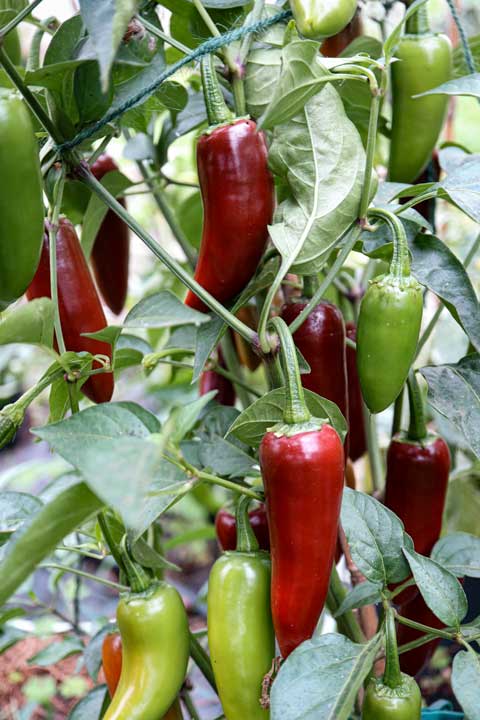 Jalapeno Brown - Bild 2