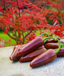 Jalapeno Brown - Bild 3