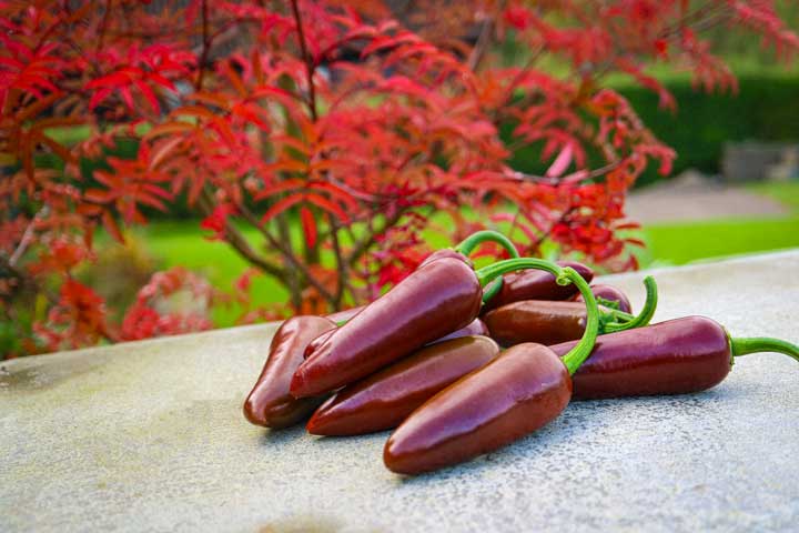 Jalapeno Brown - Bild 3