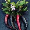 Cayenne Purple