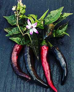 Cayenne Purple