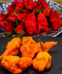 Reaper x BOC
